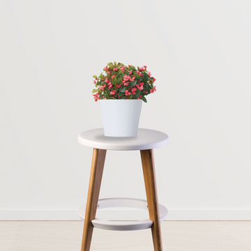 Begonia flowering indoor plant